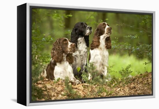 English Springer Spaniels in Woodland-null-Framed Premier Image Canvas