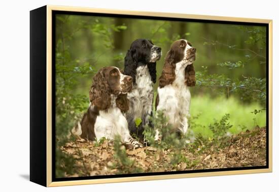 English Springer Spaniels in Woodland-null-Framed Premier Image Canvas