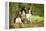 English Springer Spaniels in Woodland-null-Framed Premier Image Canvas