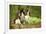 English Springer Spaniels in Woodland-null-Framed Photographic Print