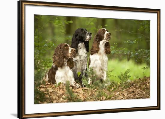 English Springer Spaniels in Woodland-null-Framed Photographic Print