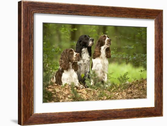 English Springer Spaniels in Woodland-null-Framed Photographic Print