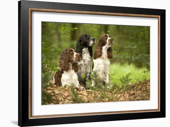 English Springer Spaniels in Woodland-null-Framed Photographic Print