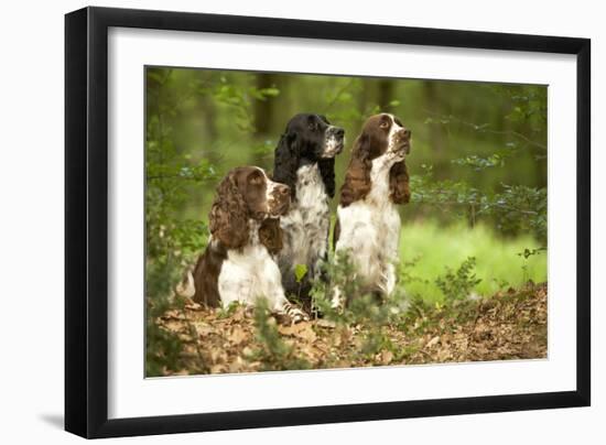 English Springer Spaniels in Woodland-null-Framed Photographic Print