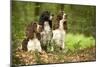English Springer Spaniels in Woodland-null-Mounted Photographic Print