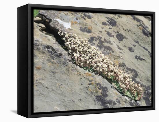 English Stonecrop Growing in a Crack in a Rock in the Spanish Pyrenees, Catalonia-Inaki Relanzon-Framed Premier Image Canvas