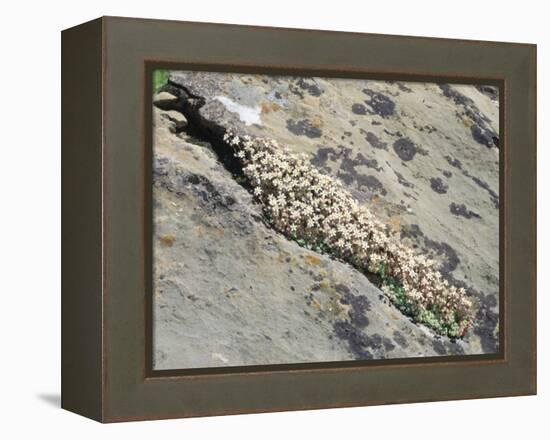 English Stonecrop Growing in a Crack in a Rock in the Spanish Pyrenees, Catalonia-Inaki Relanzon-Framed Premier Image Canvas