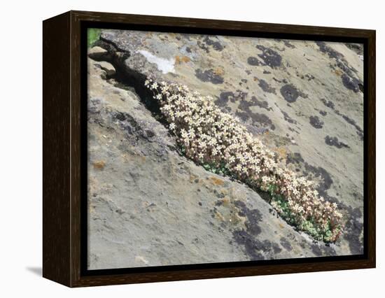 English Stonecrop Growing in a Crack in a Rock in the Spanish Pyrenees, Catalonia-Inaki Relanzon-Framed Premier Image Canvas