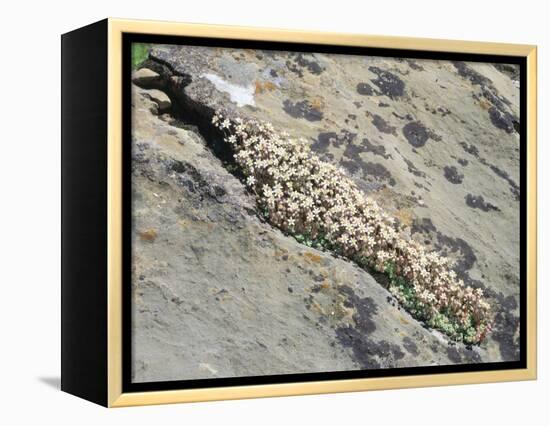 English Stonecrop Growing in a Crack in a Rock in the Spanish Pyrenees, Catalonia-Inaki Relanzon-Framed Premier Image Canvas