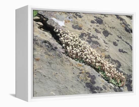 English Stonecrop Growing in a Crack in a Rock in the Spanish Pyrenees, Catalonia-Inaki Relanzon-Framed Premier Image Canvas