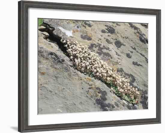 English Stonecrop Growing in a Crack in a Rock in the Spanish Pyrenees, Catalonia-Inaki Relanzon-Framed Photographic Print