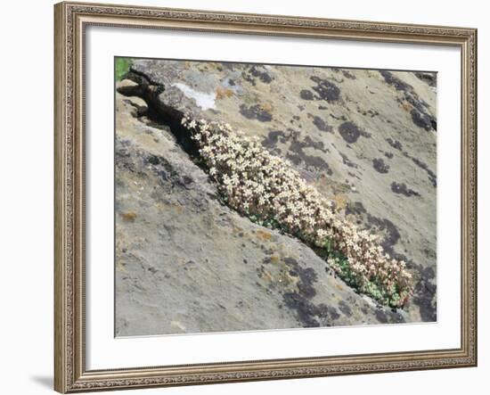 English Stonecrop Growing in a Crack in a Rock in the Spanish Pyrenees, Catalonia-Inaki Relanzon-Framed Photographic Print