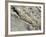 English Stonecrop Growing in a Crack in a Rock in the Spanish Pyrenees, Catalonia-Inaki Relanzon-Framed Photographic Print