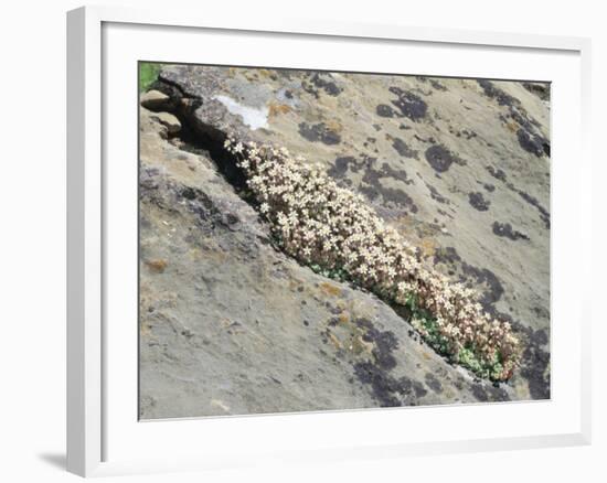 English Stonecrop Growing in a Crack in a Rock in the Spanish Pyrenees, Catalonia-Inaki Relanzon-Framed Photographic Print