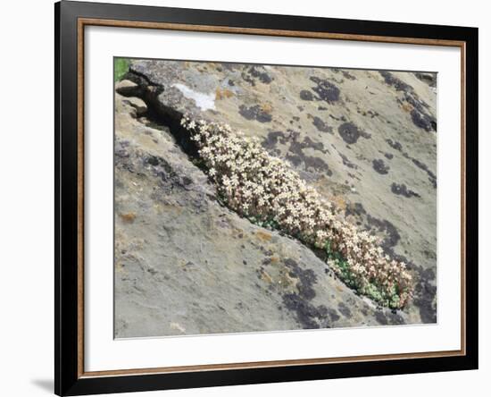 English Stonecrop Growing in a Crack in a Rock in the Spanish Pyrenees, Catalonia-Inaki Relanzon-Framed Photographic Print