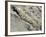 English Stonecrop Growing in a Crack in a Rock in the Spanish Pyrenees, Catalonia-Inaki Relanzon-Framed Photographic Print
