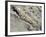 English Stonecrop Growing in a Crack in a Rock in the Spanish Pyrenees, Catalonia-Inaki Relanzon-Framed Photographic Print