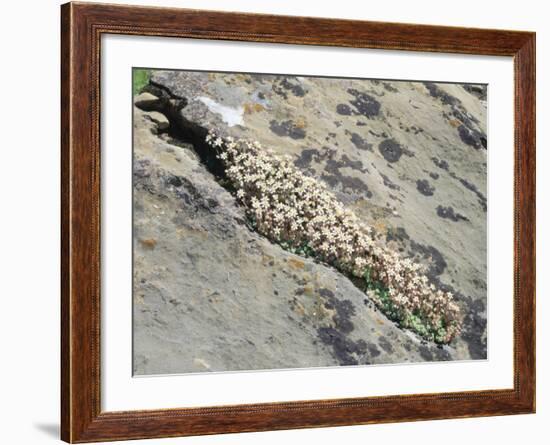 English Stonecrop Growing in a Crack in a Rock in the Spanish Pyrenees, Catalonia-Inaki Relanzon-Framed Photographic Print