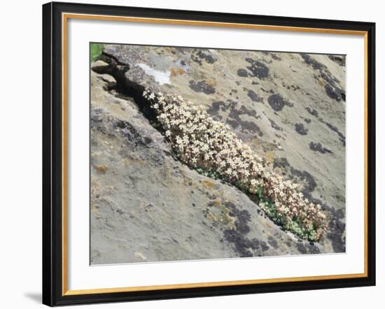 English Stonecrop Growing in a Crack in a Rock in the Spanish Pyrenees, Catalonia-Inaki Relanzon-Framed Photographic Print