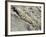 English Stonecrop Growing in a Crack in a Rock in the Spanish Pyrenees, Catalonia-Inaki Relanzon-Framed Photographic Print