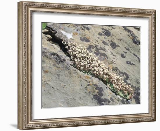 English Stonecrop Growing in a Crack in a Rock in the Spanish Pyrenees, Catalonia-Inaki Relanzon-Framed Photographic Print