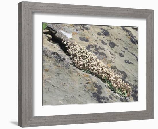 English Stonecrop Growing in a Crack in a Rock in the Spanish Pyrenees, Catalonia-Inaki Relanzon-Framed Photographic Print