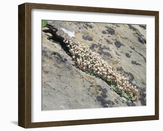 English Stonecrop Growing in a Crack in a Rock in the Spanish Pyrenees, Catalonia-Inaki Relanzon-Framed Photographic Print