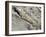 English Stonecrop Growing in a Crack in a Rock in the Spanish Pyrenees, Catalonia-Inaki Relanzon-Framed Photographic Print