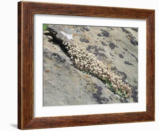 English Stonecrop Growing in a Crack in a Rock in the Spanish Pyrenees, Catalonia-Inaki Relanzon-Framed Photographic Print