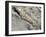 English Stonecrop Growing in a Crack in a Rock in the Spanish Pyrenees, Catalonia-Inaki Relanzon-Framed Photographic Print