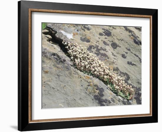 English Stonecrop Growing in a Crack in a Rock in the Spanish Pyrenees, Catalonia-Inaki Relanzon-Framed Photographic Print