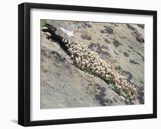 English Stonecrop Growing in a Crack in a Rock in the Spanish Pyrenees, Catalonia-Inaki Relanzon-Framed Photographic Print