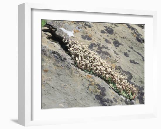 English Stonecrop Growing in a Crack in a Rock in the Spanish Pyrenees, Catalonia-Inaki Relanzon-Framed Photographic Print