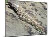 English Stonecrop Growing in a Crack in a Rock in the Spanish Pyrenees, Catalonia-Inaki Relanzon-Mounted Photographic Print