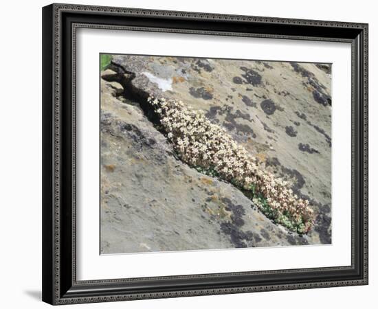 English Stonecrop Growing in a Crack in a Rock in the Spanish Pyrenees, Catalonia-Inaki Relanzon-Framed Photographic Print