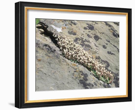 English Stonecrop Growing in a Crack in a Rock in the Spanish Pyrenees, Catalonia-Inaki Relanzon-Framed Photographic Print