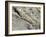 English Stonecrop Growing in a Crack in a Rock in the Spanish Pyrenees, Catalonia-Inaki Relanzon-Framed Photographic Print