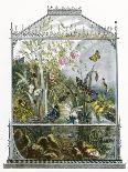 The Butterfly Vivarium-English-Giclee Print