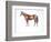 English Thoroughbred (Equus Caballus)-null-Framed Giclee Print