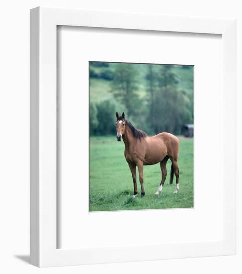 English thoroughbred horse-null-Framed Art Print