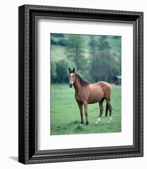 English thoroughbred horse-null-Framed Art Print