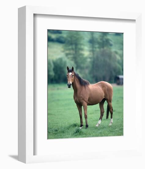 English thoroughbred horse-null-Framed Art Print