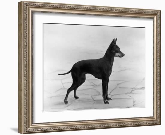 English Toy Terrier - Fall-Thomas Fall-Framed Photographic Print