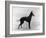 English Toy Terrier - Fall-Thomas Fall-Framed Photographic Print