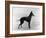 English Toy Terrier - Fall-Thomas Fall-Framed Photographic Print