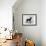 English Toy Terrier - Fall-Thomas Fall-Framed Photographic Print displayed on a wall