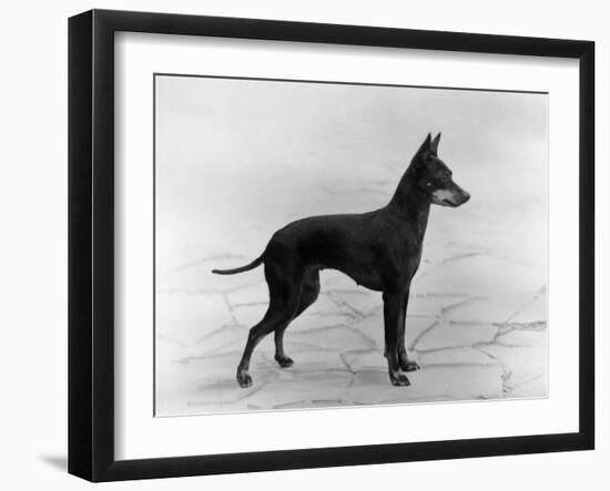 English Toy Terrier - Fall-Thomas Fall-Framed Photographic Print