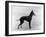 English Toy Terrier - Fall-Thomas Fall-Framed Photographic Print