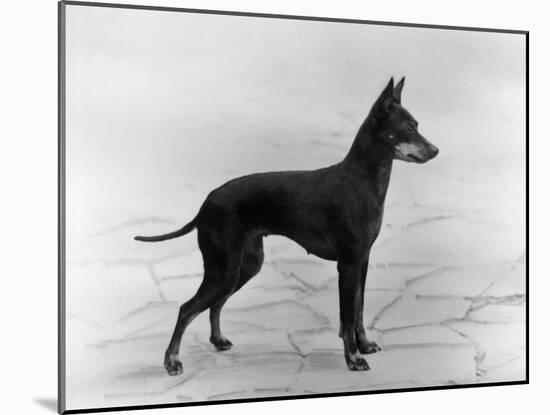 English Toy Terrier - Fall-Thomas Fall-Mounted Photographic Print