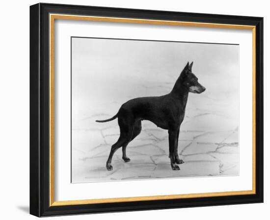 English Toy Terrier - Fall-Thomas Fall-Framed Photographic Print